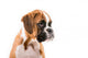 German boxer puppy Wall Decal
