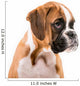 German boxer puppy Wall Decal