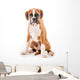 German boxer puppy Wall Decal