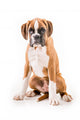 German boxer puppy Wall Decal