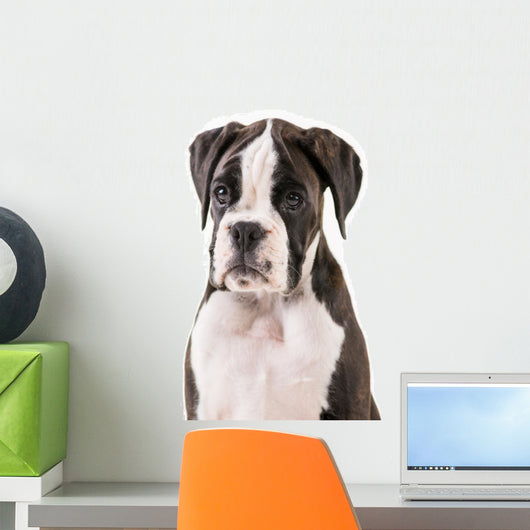 German boxer puppy Wall Decal