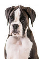 German boxer puppy Wall Decal