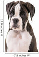 German boxer puppy Wall Decal