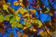 Autumn Leaves Wall Decal Design 2