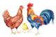 Watercolor Chicken Family Wall Decal Sticker Set