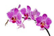 Purple Orchid Wall Decal