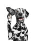 Dog Listens Attentively to Wall Decal