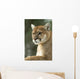 Close-Up Portrait of Captive Cougar Wall Mural