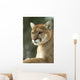 Close-Up Portrait of Captive Cougar Wall Mural