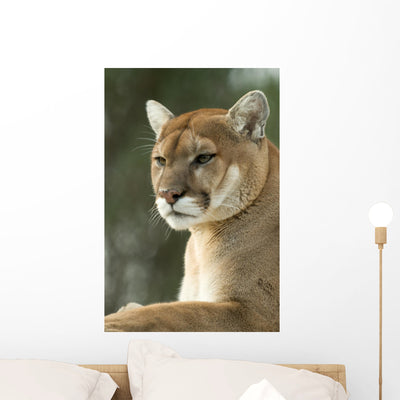 Close-up Portrait Cougar Wall Mural shown on a wall