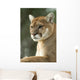 Close-Up Portrait of Captive Cougar Wall Mural