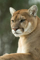 Close-Up Portrait of Captive Cougar Wall Mural
