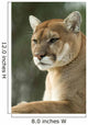 Close-Up Portrait of Captive Cougar Wall Mural