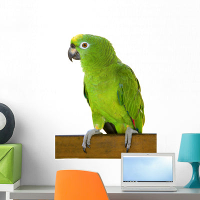 Amazon Parrot Wall Decal shown on a wall
