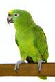 Amazon Parrot Wall Decal