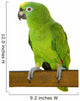 Amazon Parrot Wall Decal