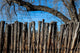 Nature Tree Branch Fence Wall Decal