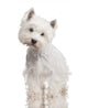 West Highland White Terrier Wall Decal