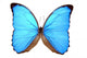 iridescent blue butterfly (morpho menelaus) Wall Decal