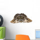 Owl Butterfly Caligo Memnon Wall Decal