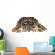 Owl Butterfly Caligo Memnon Wall Decal