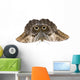 Owl Butterfly Caligo Memnon Wall Decal