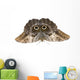 Owl Butterfly Caligo Memnon Wall Decal