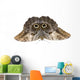 Owl Butterfly Caligo Memnon Wall Decal