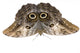Owl Butterfly Caligo Memnon Wall Decal