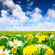 Meadow with flowers Wall Mural