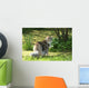 Cat Maine Coon in Walk Wall Mural