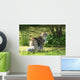 Cat Maine Coon in Walk Wall Mural
