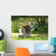Cat Maine Coon in Walk Wall Mural