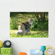 Cat Maine Coon in Walk Wall Mural