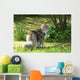 Cat Maine Coon in Walk Wall Mural