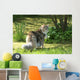 Cat Maine Coon in Walk Wall Mural