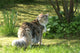 Cat Maine Coon in Walk Wall Mural