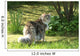 Cat Maine Coon in Walk Wall Mural