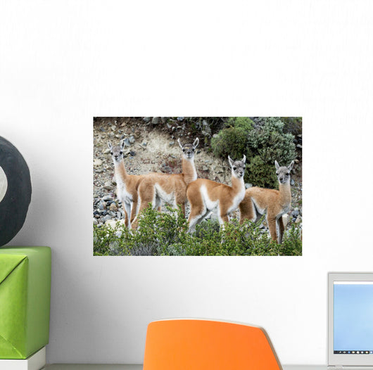 Guanaco Wall Decal Design 2