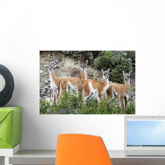 Guanaco Wall Decal Design 2