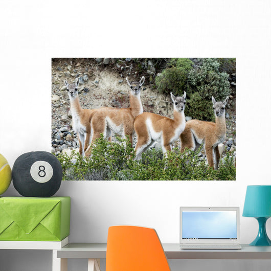 Guanaco Wall Decal Design 2