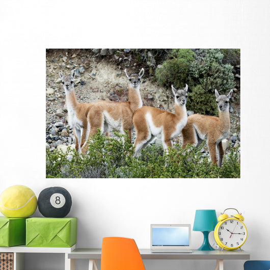 Guanaco Wall Decal Design 2