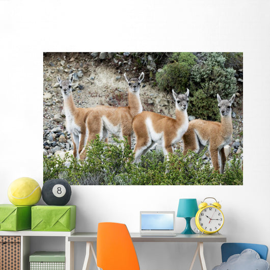 Guanaco Wall Decal Design 2