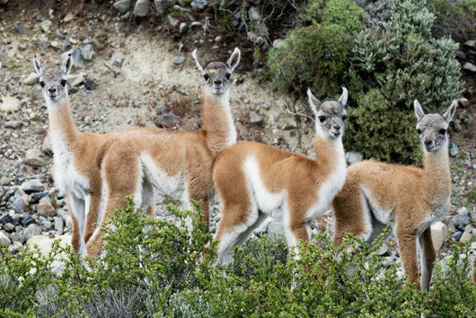 Guanaco Wall Decal Design 2