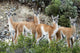 Guanaco Wall Decal Design 2