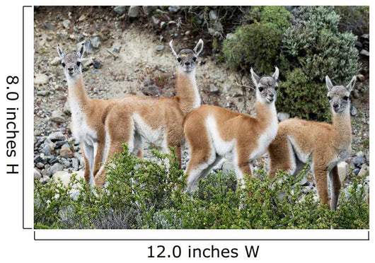 Guanaco Wall Decal Design 2