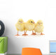 Three yellow chickens. Wall Decal