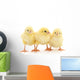 Three yellow chickens. Wall Decal