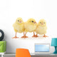 Three yellow chickens. Wall Decal