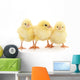 Three yellow chickens. Wall Decal